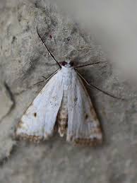 Attēlu rezultāti vaicājumam “Cataclysta lemnata”