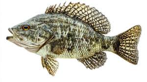 Image result for Lobotes surinamensis