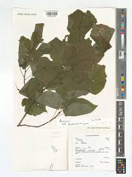 Attēlu rezultāti vaicājumam “Tilia platyphyllos subsp. platyphyllos”