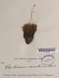 Attēlu rezultāti vaicājumam “Philonotis marchica”