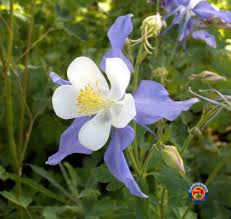 Image result for Aquilegia caerulea