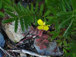 Image result for Potentilla anserina