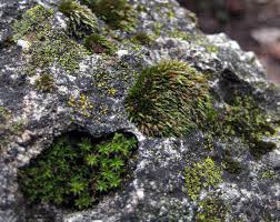 Attēlu rezultāti vaicājumam “Gymnostomum calcareum macro”