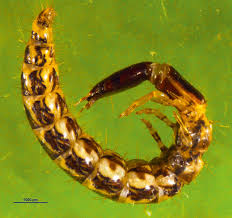 Attēlu rezultāti vaicājumam “Raphidia larva”