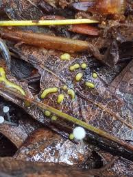 Attēlu rezultāti vaicājumam “Physarum virescens”