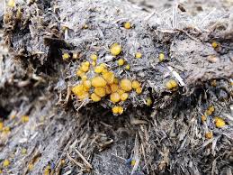 Attēlu rezultāti vaicājumam “Cheilymenia stercorea”