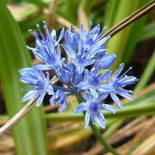 Image result for Zierlauch