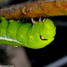Attēlu rezultāti vaicājumam “Phragmatobia fuliginosa larva”