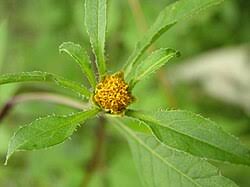 Attēlu rezultāti vaicājumam “Bidens frondosa fruit”
