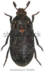 Attēlu rezultāti vaicājumam “Dermestes murinus”