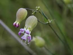 Attēlu rezultāti vaicājumam “Silene vulgaris leaf”