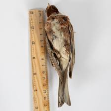 Image result for Emberiza leucocephalos