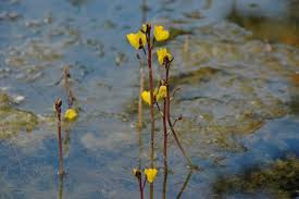 Attēlu rezultāti vaicājumam “Utricularia vulgaris flower”