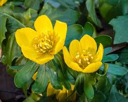 Attēlu rezultāti vaicājumam “Eranthis hyemalis”