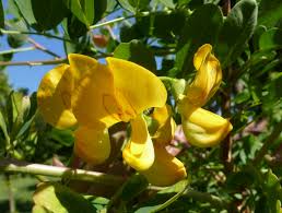 Image result for Colutea arborescens