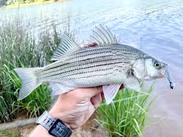 Image result for Morone chrysops