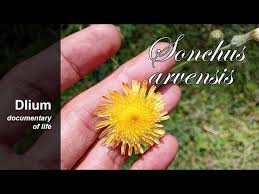 Attēlu rezultāti vaicājumam “Sonchus arvensis subsp. uliginosus flower”