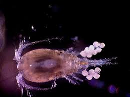 Attēlu rezultāti vaicājumam “Copepoda”