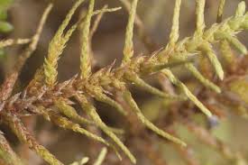 Attēlu rezultāti vaicājumam “Abietinella abietina var. hystricosa”