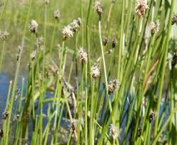 Attēlu rezultāti vaicājumam “Eleocharis palustris flower”