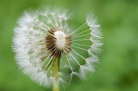 Attēlu rezultāti vaicājumam “Taraxacum officinale aggr. fruit”