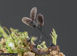 Attēlu rezultāti vaicājumam “Lamproderma pulchellum macro”