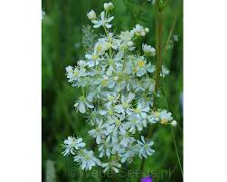 Attēlu rezultāti vaicājumam “Filipendula vulgaris fruit”