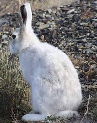 Attēlu rezultāti vaicājumam “Lepus sp.”