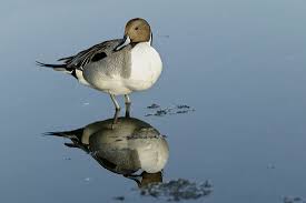 Image result for Anas acuta