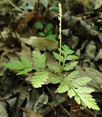 Attēlu rezultāti vaicājumam “Botrychium virginianum”