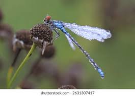 Attēlu rezultāti vaicājumam “Erythromma najas”