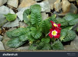 Attēlu rezultāti vaicājumam “Primula x polyantha”