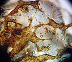 Attēlu rezultāti vaicājumam “Cribraria martinii macro”