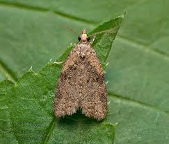 Attēlu rezultāti vaicājumam “Capua vulgana”