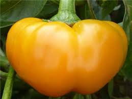 Afbeeldingsresultaat voor topepo giallo sweet pepper