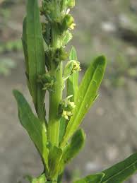 Image result for Reseda luteola
