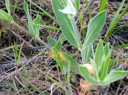 Attēlu rezultāti vaicājumam “Silene vulgaris leaf”