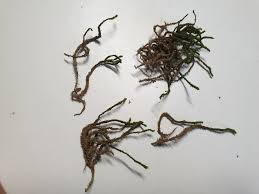 Attēlu rezultāti vaicājumam “Anomodon viticulosus”