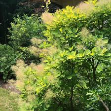 Attēlu rezultāti vaicājumam “Cotinus coggygria”