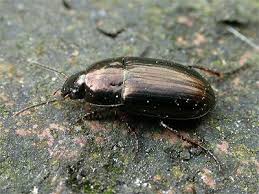 Attēlu rezultāti vaicājumam “Amara sp.”