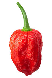 Afbeeldingsresultaat voor naga jolokia hot pepper
