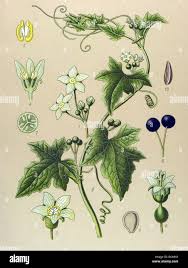 Attēlu rezultāti vaicājumam “Bryonia alba flower”