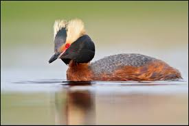Image result for Podiceps auritus