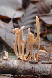 Attēlu rezultāti vaicājumam “Macrotyphula fistulosa”