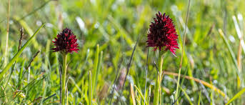 Image result for Männertreu