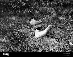 Image result for Sterna acuflavida