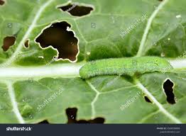 Attēlu rezultāti vaicājumam “Pieris rapae larva”