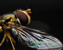 Attēlu rezultāti vaicājumam “Diderma roanense macro”