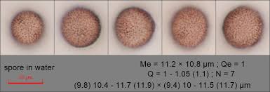 Attēlu rezultāti vaicājumam “Physarum sulphureum spores”