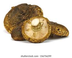 Attēlu rezultāti vaicājumam “Lactarius necator”